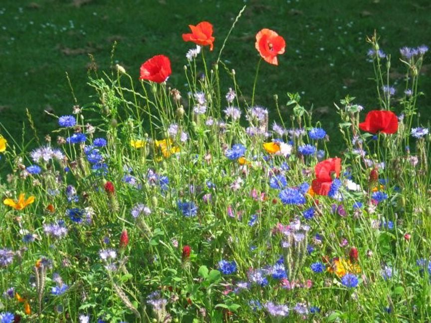 Foto: sommer sommer