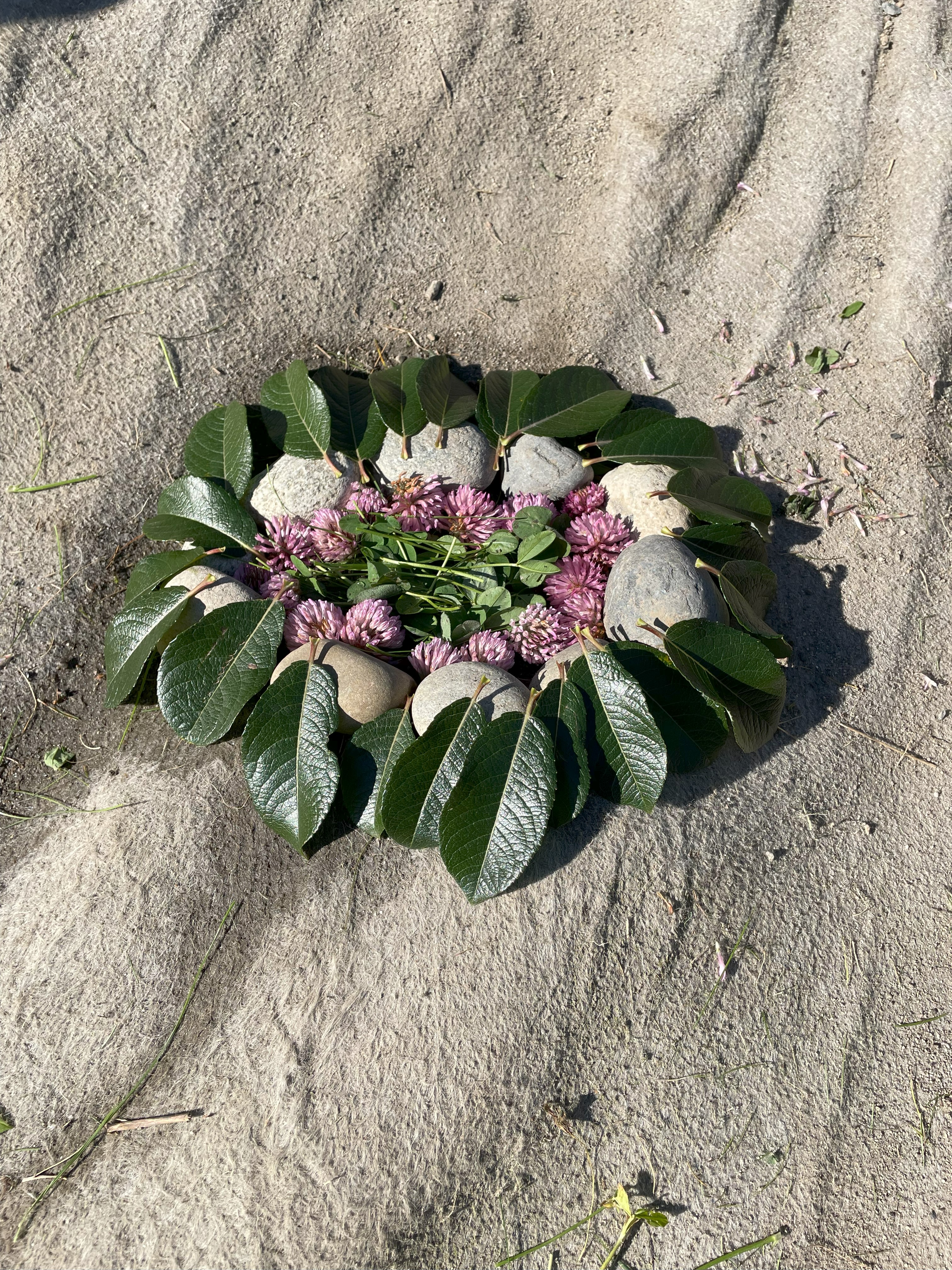 en plante med blomster